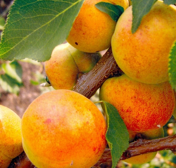 Абрикос 'Чемпион севера'